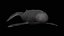 fully rigged low polygon Marine mammals water animals collection