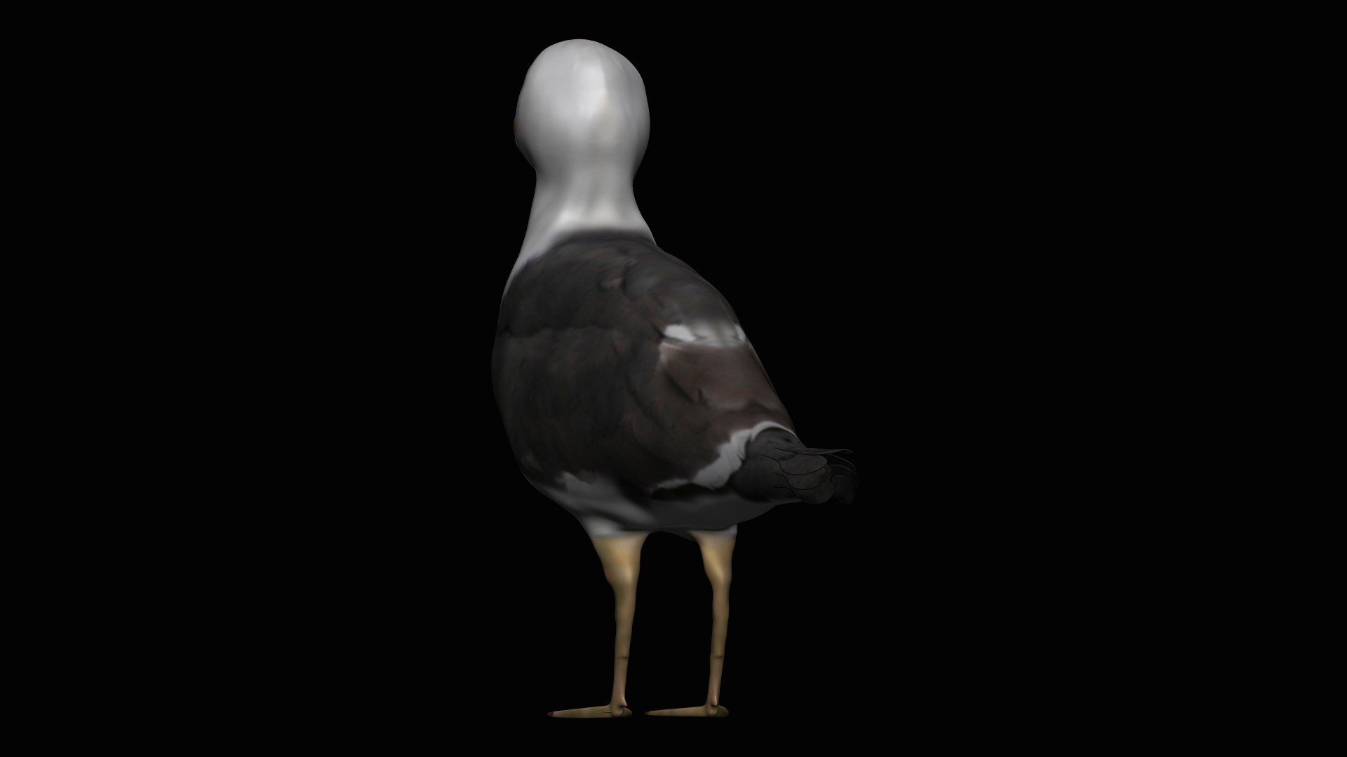 fully rigged marine mammals model https://p.turbosquid.com/ts-thumb/x9/4EI1BW/AR/collection56/jpg/1616057815/1920x1080/fit_q87/64d14a8d8132c85094ba9a6ba53fec35a286057e/collection56.jpg