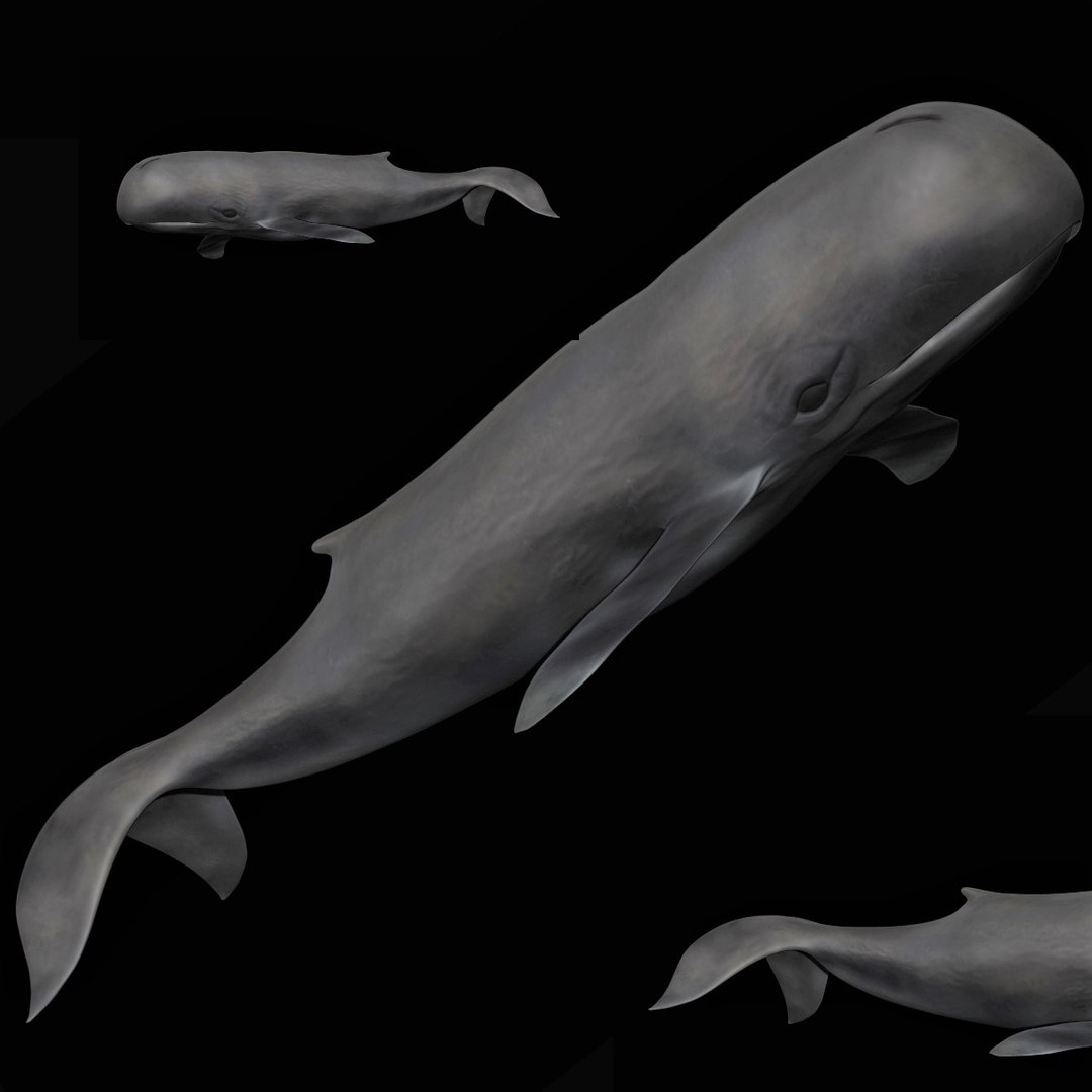 fully rigged marine mammals model https://p.turbosquid.com/ts-thumb/x9/4EI1BW/Jw/collection61/jpg/1616057781/1920x1080/fit_q87/95ff3385f2221fd4fe6f7a8d61960fd7eb817fbf/collection61.jpg