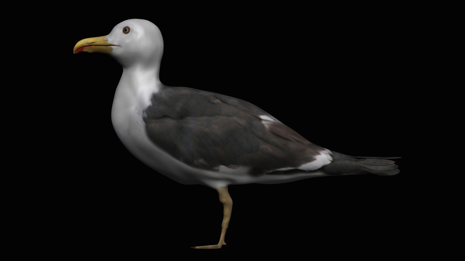 fully rigged marine mammals model https://p.turbosquid.com/ts-thumb/x9/4EI1BW/Uj/collection57/jpg/1616057774/1920x1080/fit_q87/92121f9f3119abf8f113782f2024bc6c4affada1/collection57.jpg