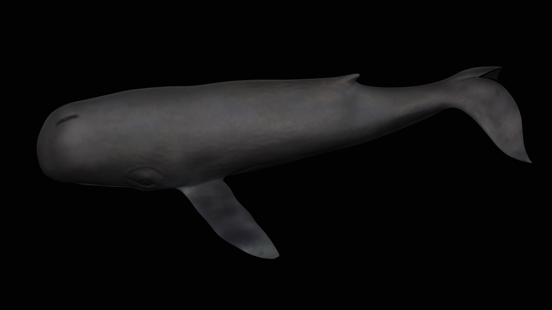 fully rigged marine mammals model https://p.turbosquid.com/ts-thumb/x9/4EI1BW/Xh/collection66/jpg/1616057816/1920x1080/fit_q87/f1535687ce4346edd9f48cbb1baaaf65d21e6924/collection66.jpg