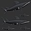 fully rigged low polygon Marine mammals water animals collection