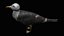 fully rigged low polygon Marine mammals water animals collection