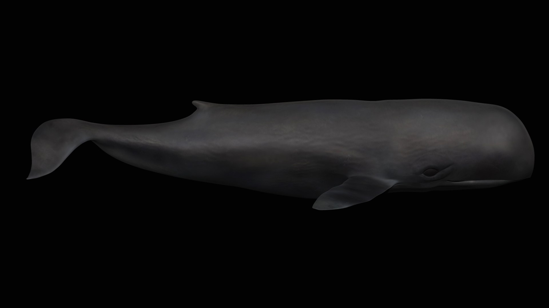 fully rigged marine mammals model https://p.turbosquid.com/ts-thumb/x9/4EI1BW/sB/collection65/jpg/1616057815/1920x1080/fit_q87/189c8d3b0e1f86a94a3b39bed5f33144e0481459/collection65.jpg