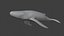 fully rigged low polygon Marine mammals water animals collection