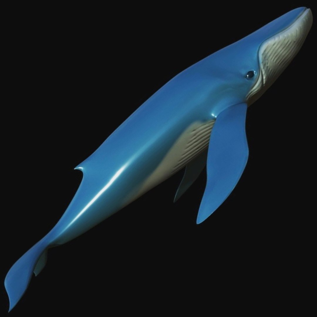 fully rigged marine mammals model https://p.turbosquid.com/ts-thumb/x9/4EI1BW/zJ/collection20/jpg/1616057842/1920x1080/fit_q87/384fe45c3d2333200eb6c74d1f07a77df8a4be96/collection20.jpg