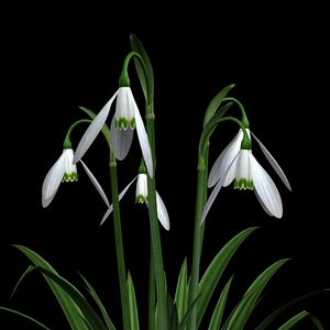 PL Snowdrops