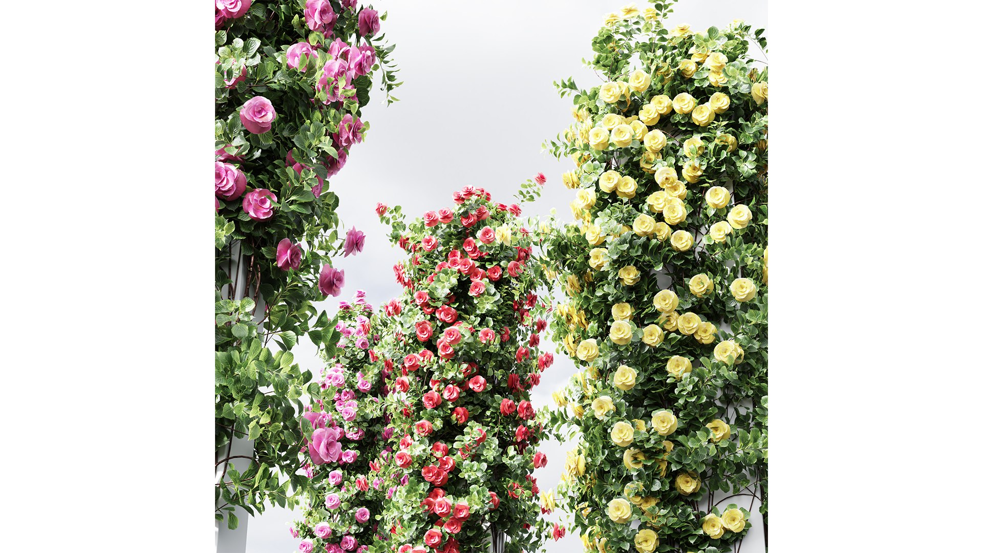 New Plant High Detail Climbing Roses Cube Columns 3D Model - TurboSquid ...