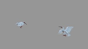 Crested Ibis Endangered Bird Species