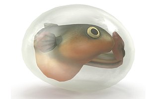 Fish larva
