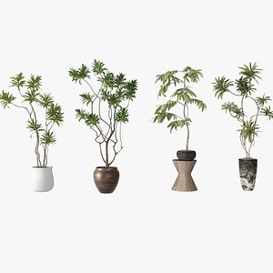 potted plants green plants 3D