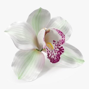 Hybrid Orchid White 3D