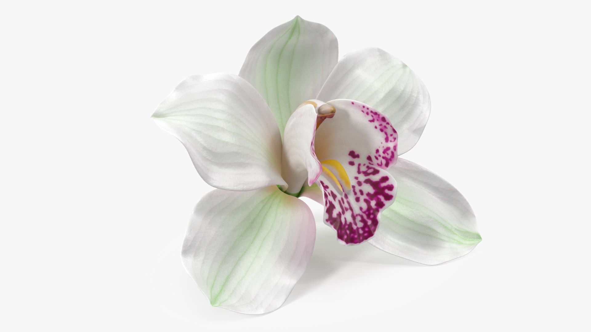 Hybrid Orchid White 3D model preview