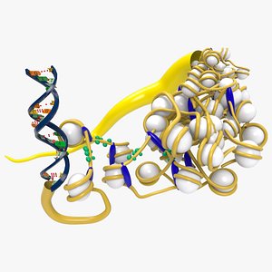 3D model Chromatin with DNA helix