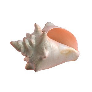 3D Conch Shell v3 model