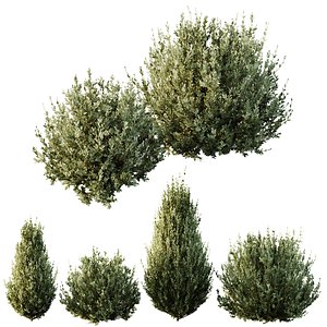 HQ Plants Montra Olive Bush Version8 3D