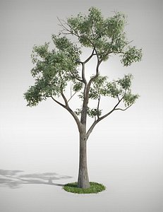 eucalyptus tree 3d model