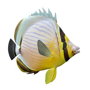 Redfin Butterflyfish 3D