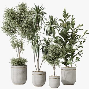 AV Indoor plants set 187 Mission Kalamata Arbequina Olive and Lemon Lime Cane Dragon and Ficus Micro model