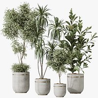 AV Indoor plants set 187 Mission Kalamata Arbequina Olive and Lemon Lime Cane Dragon and Ficus Micro