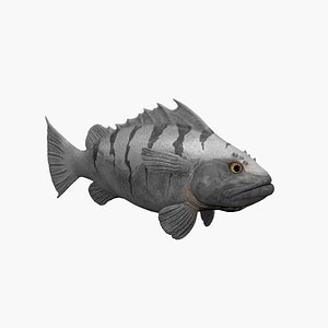 Cod Fish model