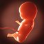 human fetus embryo animation 3d lwo