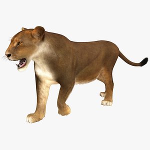 lioness pose 2 fur 3d model