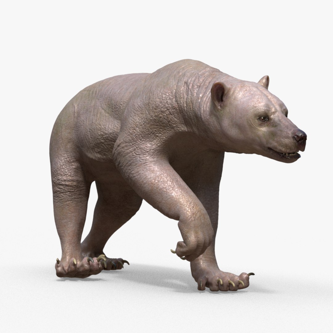 Bear Skin Rigged Houdini 3D Model TurboSquid 1734452