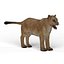 Lioness