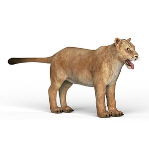 lioness materials 3D