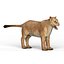 Lioness