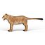 Lioness
