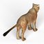 Lioness