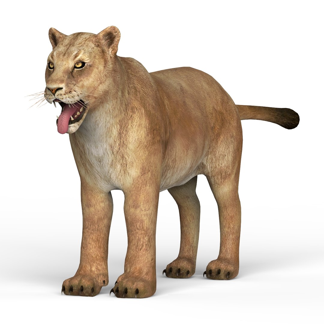 lioness materials 3D https://p.turbosquid.com/ts-thumb/xA/YPZRLj/nkaTOdG5/lioness03/jpg/1580714590/1920x1080/fit_q87/af2ac904578b13a2e9129f565eedd73f6b7bbb6c/lioness03.jpg