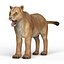 Lioness