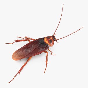 cockroach running rigged animation 3D model
