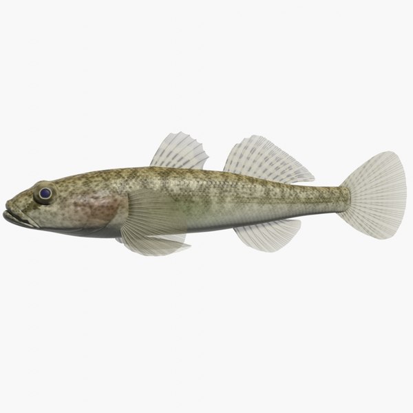 Coral Fish glTF Models for Download | TurboSquid