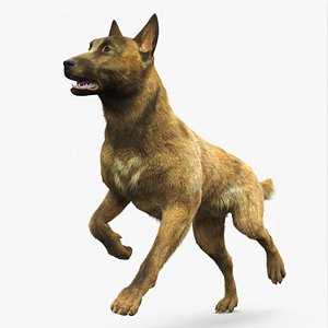 3D Dutch Herding Dog in Run Pose Gold Brindle Fur for Maya model