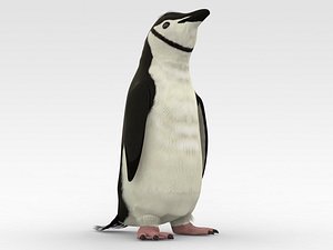 3D Chinstrap Penguin