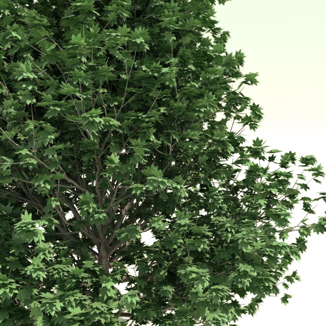 Bonfire Sugar Maple (Acer saccharum 'Bonfire') in Columbus Dublin