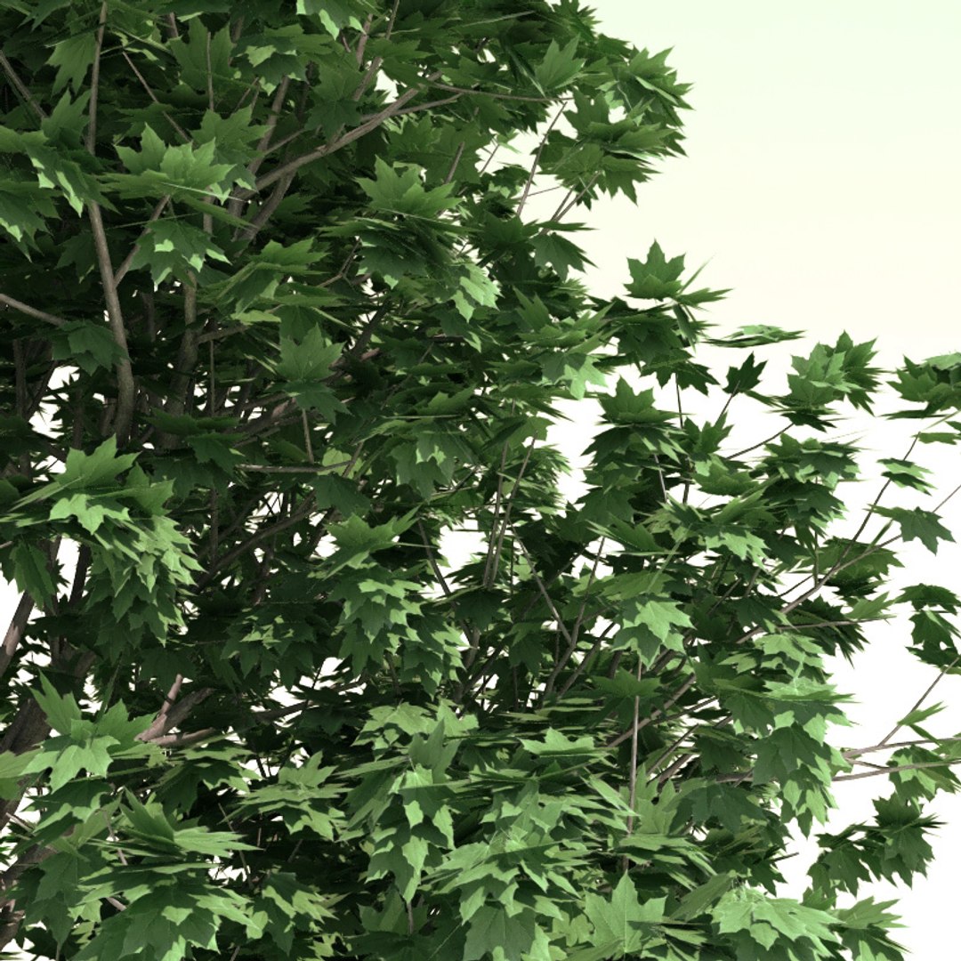 Bonfire Sugar Maple (Acer saccharum 'Bonfire') in Columbus Dublin Delaware Grove