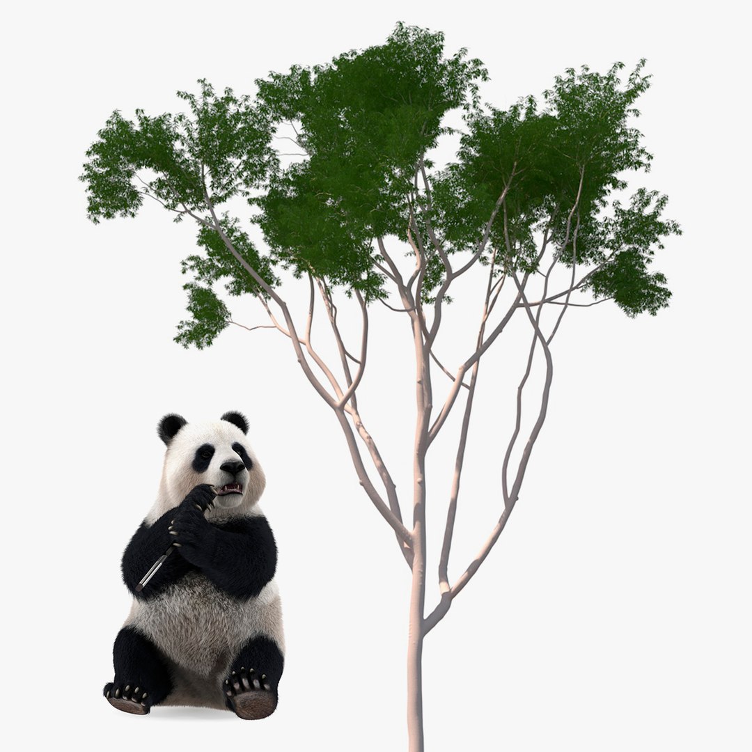 Giant Panda with Eucalyptus Tree Collection 3D model preview