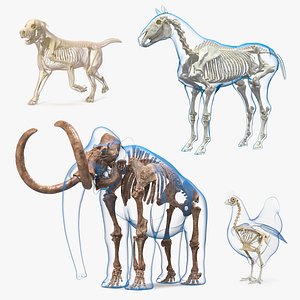 Animal Skeletons with Skin Collection 2 model