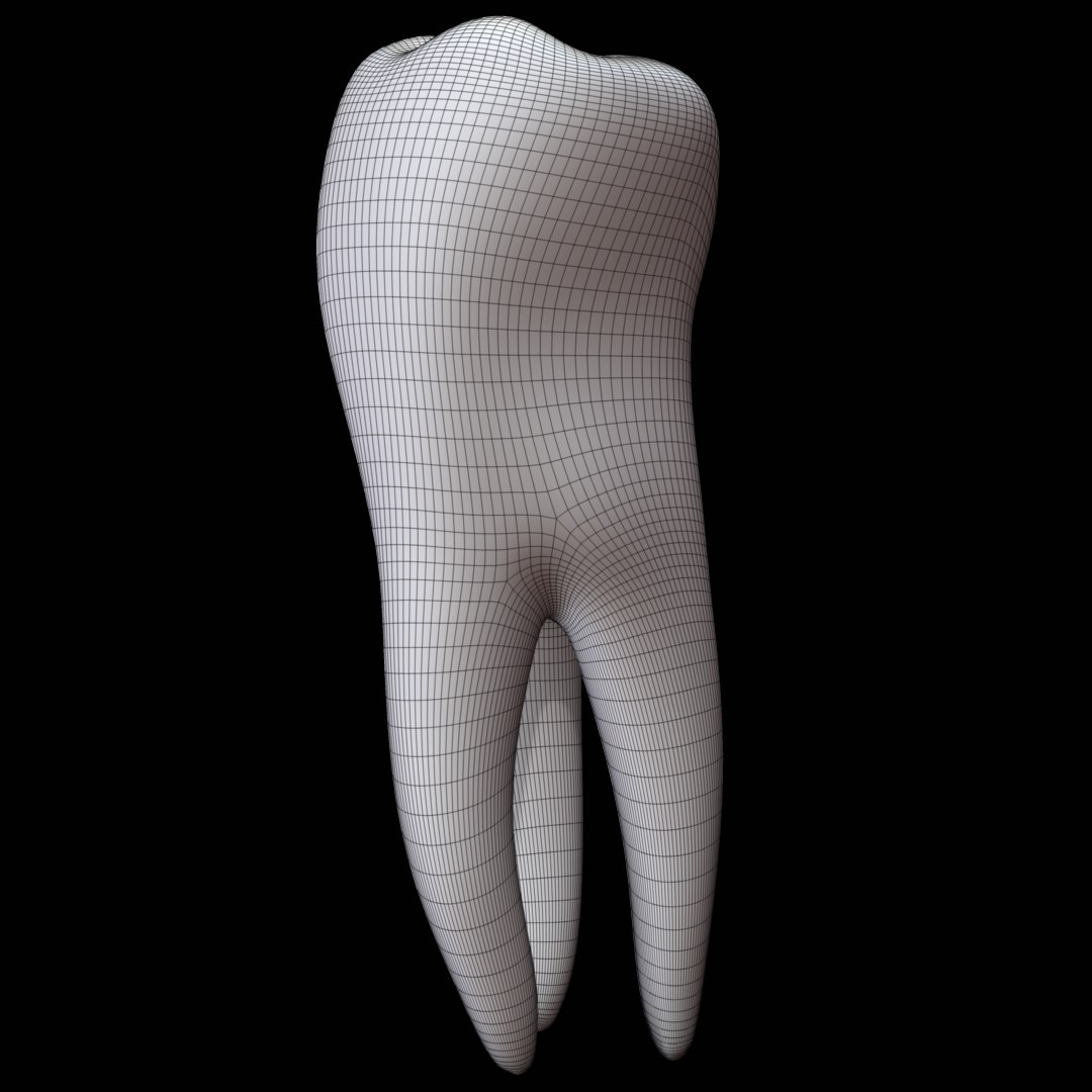 3d Model Tooth Molar