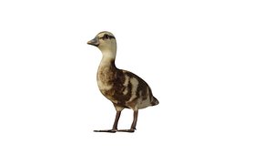 Blender Duck Models | TurboSquid