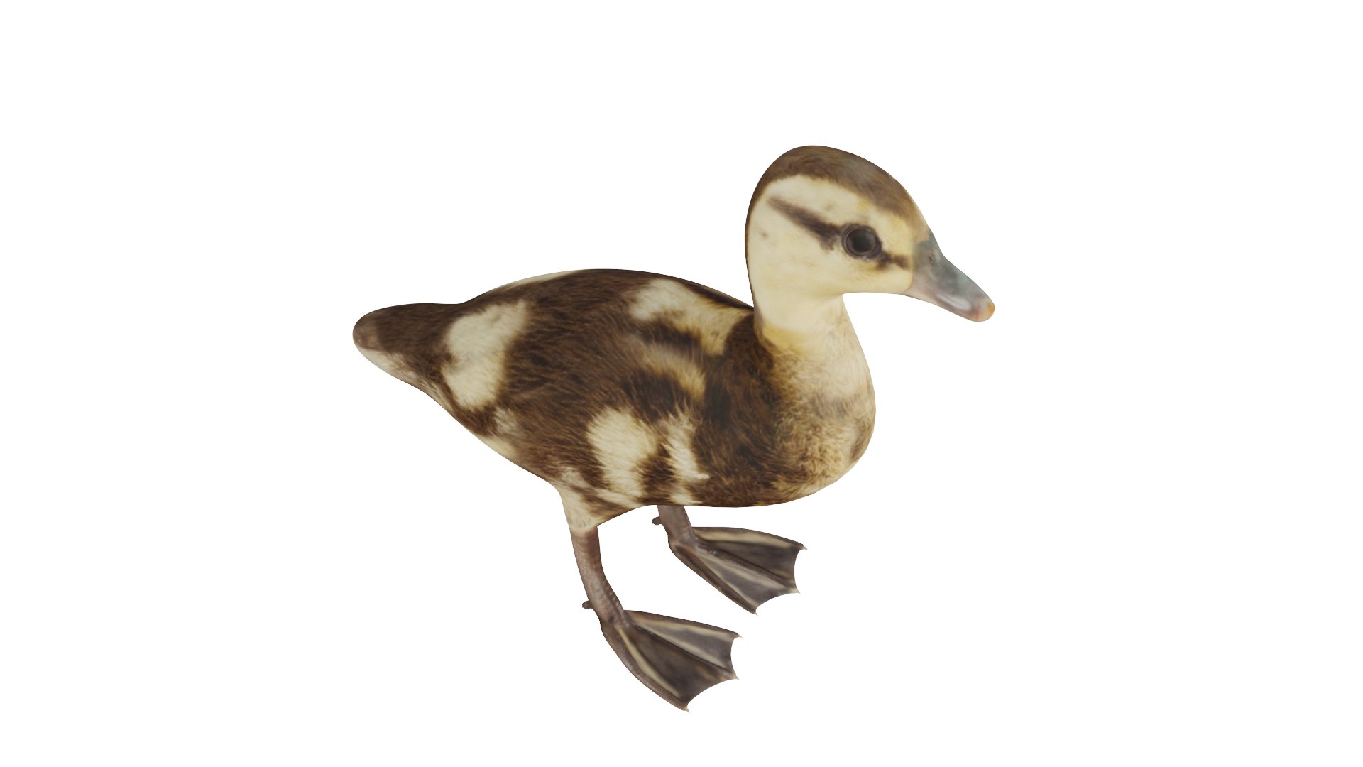 3D duck chick model - TurboSquid 1881890