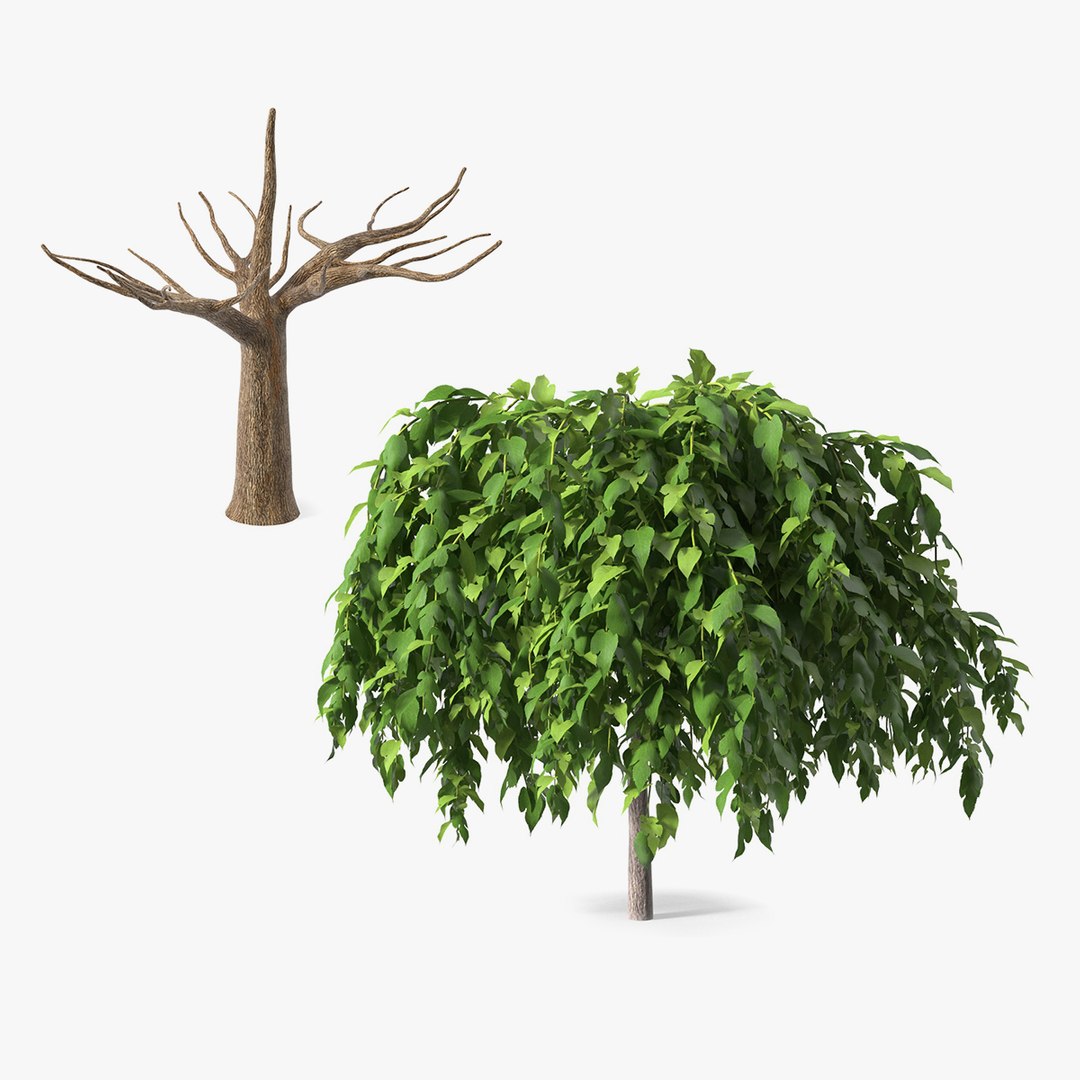 Morus Trees Collection 3D model preview