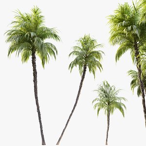3D model Phoenix reclinata palm