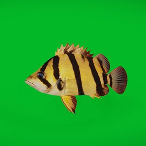 3D Mekong Tiger Perch Fish