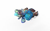 synchiropus